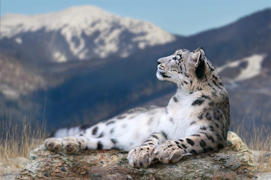 Snow Leopard Trail: Himalayan Catwalk or Himalayan Saunter